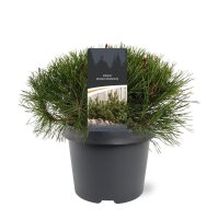 Krummholz-Kiefer, (Pinus mugo), Sorte: Mughus, im 19cm...