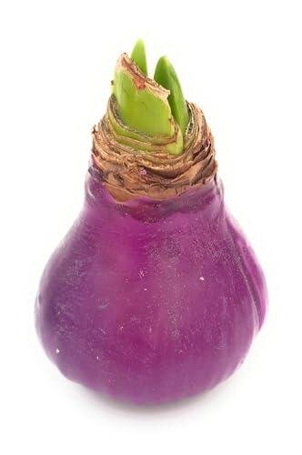 Waxz® Amarylliszwiebel (Hippeastrum Hybride),  Kolibri in der Farbe: violett