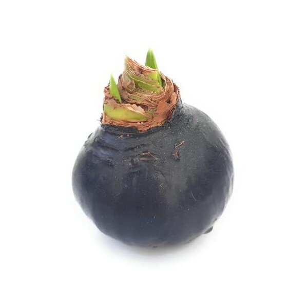 Waxz® Amarylliszwiebel (Hippeastrum Hybride),  Kolibri in der Farbe: schwarz