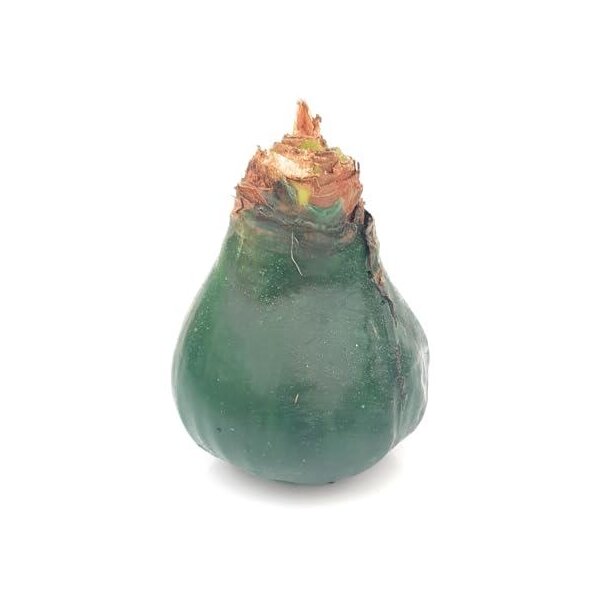 Waxz® Amarylliszwiebel (Hippeastrum Hybride),  Kolibri in der Farbe: dunkelgrün