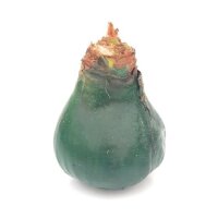 Waxz® Amarylliszwiebel (Hippeastrum Hybride),...