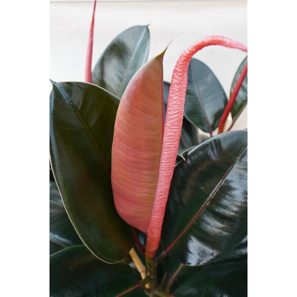 Gummibaum (Ficus elastica), grünlaubig, im 27cm Topf, ca. 95cm hoch