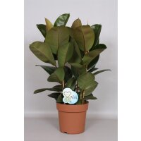 Gummibaum (Ficus elastica), gr&uuml;nlaubig, im 27cm Topf, ca. 95cm hoch