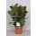 Gummibaum (Ficus elastica), grünlaubig, im 27cm Topf, ca. 95cm hoch