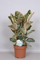 Gummibaum (Ficus elastica), rotbunt laubig, im 27cm Topf, ca. 95cm hoch