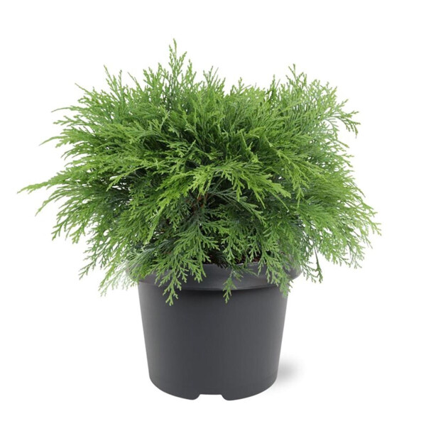 Kugelzypresse, (Chamaecyparis lawsoniana), Sorte: Globosa, im 19cm Topf, ca. 40cm hoch