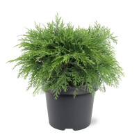 Kugelzypresse, (Chamaecyparis lawsoniana), Sorte: Globosa, im 19cm Topf, ca. 40cm hoch