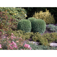Kugelzypresse, (Chamaecyparis lawsoniana), Sorte: Globosa, im 19cm Topf, ca. 40cm hoch