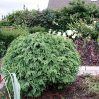 Kugelzypresse, (Chamaecyparis lawsoniana), Sorte: Globosa, im 19cm Topf, ca. 40cm hoch