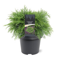 Kugelzypresse, (Chamaecyparis lawsoniana), Sorte: Globosa, im 19cm Topf, ca. 40cm hoch