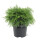 Kugelzypresse, (Chamaecyparis lawsoniana), Sorte: Globosa, im 19cm Topf, ca. 40cm hoch