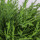 Kugelzypresse, (Chamaecyparis lawsoniana), Sorte: Globosa, im 19cm Topf, ca. 40cm hoch