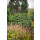 Kugelzypresse, (Chamaecyparis lawsoniana), Sorte: Globosa, im 19cm Topf, ca. 40cm hoch
