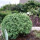 Kugelzypresse, (Chamaecyparis lawsoniana), Sorte: Globosa, im 19cm Topf, ca. 40cm hoch