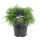 Kugelzypresse, (Chamaecyparis lawsoniana), Sorte: Globosa, im 19cm Topf, ca. 40cm hoch