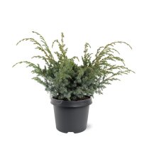 Chinesischer Wacholder, (Juniperus chinensis), Sorte: Blue Alps, im 19cm Topf, ca. 35cm hoch