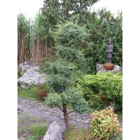 Chinesischer Wacholder, (Juniperus chinensis), Sorte: Blue Alps, im 19cm Topf, ca. 35cm hoch