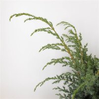 Chinesischer Wacholder, (Juniperus chinensis), Sorte: Blue Alps, im 19cm Topf, ca. 35cm hoch