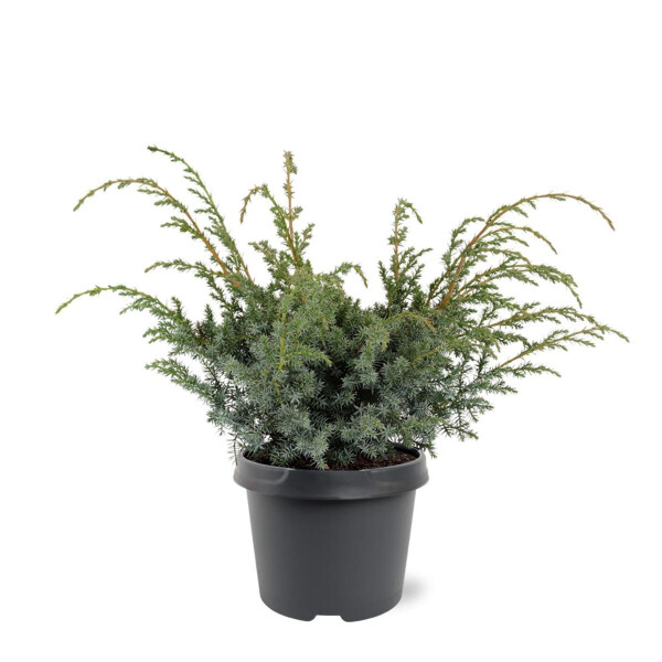 Chinesischer Wacholder, (Juniperus chinensis), Sorte: Blue Alps, im 23cm Topf, ca. 45cm hoch