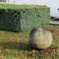 Chinesischer Wacholder, (Juniperus chinensis), Sorte: Blue Alps, im 23cm Topf, ca. 45cm hoch