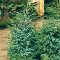 Chinesischer Wacholder, (Juniperus chinensis), Sorte: Blue Alps, im 23cm Topf, ca. 45cm hoch