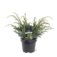 Chinesischer Wacholder, (Juniperus chinensis), Sorte: Blue Alps, im 23cm Topf, ca. 45cm hoch