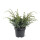 Chinesischer Wacholder, (Juniperus chinensis), Sorte: Blue Alps, im 23cm Topf, ca. 45cm hoch