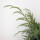 Chinesischer Wacholder, (Juniperus chinensis), Sorte: Blue Alps, im 23cm Topf, ca. 45cm hoch