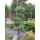 Chinesischer Wacholder, (Juniperus chinensis), Sorte: Blue Alps, im 23cm Topf, ca. 45cm hoch