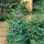 Chinesischer Wacholder, (Juniperus chinensis), Sorte: Blue Alps, im 23cm Topf, ca. 45cm hoch