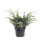 Chinesischer Wacholder, (Juniperus chinensis), Sorte: Blue Alps, im 23cm Topf, ca. 45cm hoch