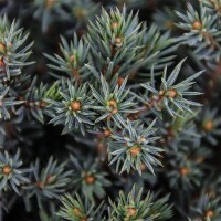 Kleine Blaufichte, (Picea glauca), Sorte: Echiniformis,...