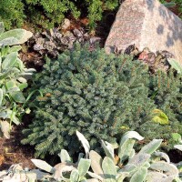 Kleine Blaufichte, (Picea glauca), Sorte: Echiniformis, im 19cm Topf, ca. 30cm hoch