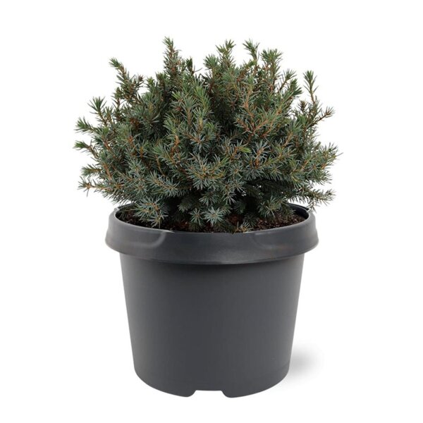 Kleine Blaufichte, (Picea glauca), Sorte: Echiniformis, im 23cm Topf, ca. 35cm hoch