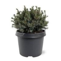 Kleine Blaufichte, (Picea glauca), Sorte: Echiniformis,...
