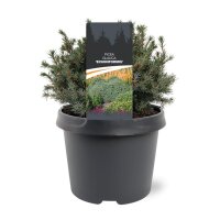 Kleine Blaufichte, (Picea glauca), Sorte: Echiniformis, im 23cm Topf, ca. 35cm hoch