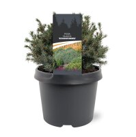 Kleine Blaufichte, (Picea glauca), Sorte: Echiniformis, im 23cm Topf, ca. 35cm hoch