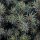 Kleine Blaufichte, (Picea glauca), Sorte: Echiniformis, im 23cm Topf, ca. 35cm hoch