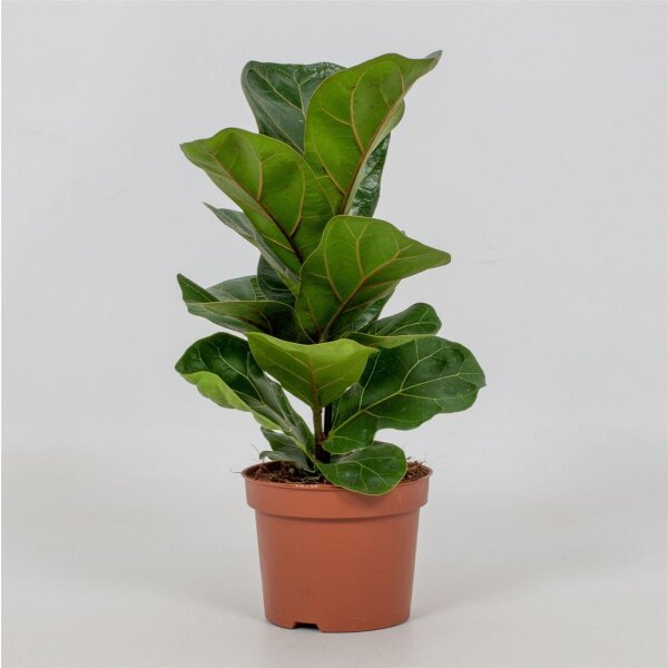 Geigenfeige, (Ficus lyrata), im 12cm Topf, ca. 35cm hoch