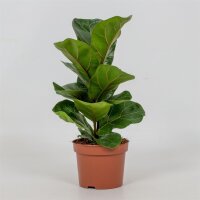 Geigenfeige, (Ficus lyrata), im 12cm Topf, ca. 35cm hoch