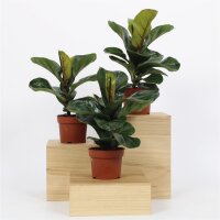 Geigenfeige, (Ficus lyrata), im 12cm Topf, ca. 35cm hoch