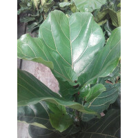 Geigenfeige, (Ficus lyrata), im 12cm Topf, ca. 35cm hoch