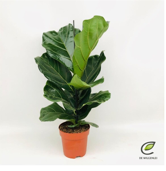 Geigenfeige, (Ficus lyrata), im 17cm Topf, ca. 70cm hoch