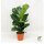 Geigenfeige, (Ficus lyrata), im 17cm Topf, ca. 70cm hoch