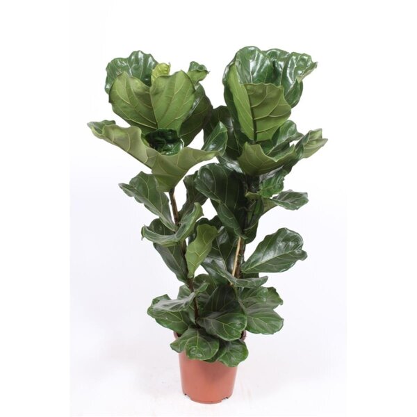 Geigenfeige, (Ficus lyrata), 2er Tuff im 27cm Topf, ca. 100cm hoch