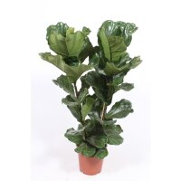 Geigenfeige, (Ficus lyrata), 2er Tuff im 27cm Topf, ca....