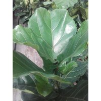 Geigenfeige, (Ficus lyrata), 2er Tuff im 27cm Topf, ca....