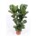 Geigenfeige, (Ficus lyrata), 2er Tuff im 27cm Topf, ca. 100cm hoch