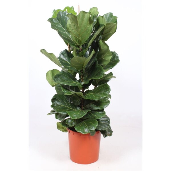 Geigenfeige, (Ficus lyrata), 2er Tuff im 34cm Topf, ca. 140cm hoch