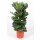 Geigenfeige, (Ficus lyrata), 2er Tuff im 34cm Topf, ca. 140cm hoch